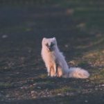 野草社区在线观看视频 8ulwg